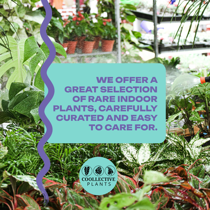 Calathea Collection (4PK) Essential Houseplant Live Plants Indoor Plants Live in 2 inch Pots, Easy House Plants Indoors Live, Fusion White, Calathea Ornata, Makayona, Rosy by Coollective Plants