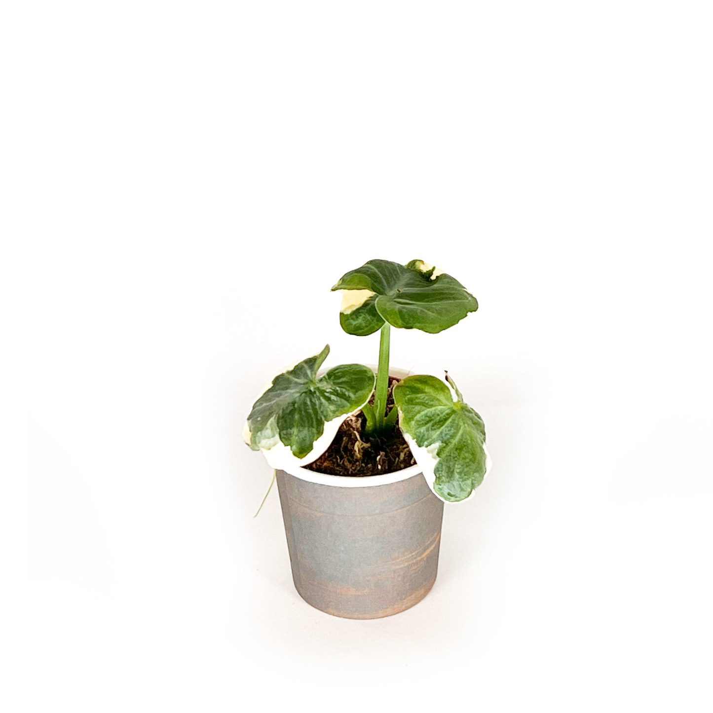 Alocasia Collection (4PK) Essential Houseplant  Live Plants Indoor Plants Live in 2 inch Pots, Easy House Plants Indoors Live, Alocasia Pink Dragon, Mickey Mouse, Jacklyn & Watsoniana