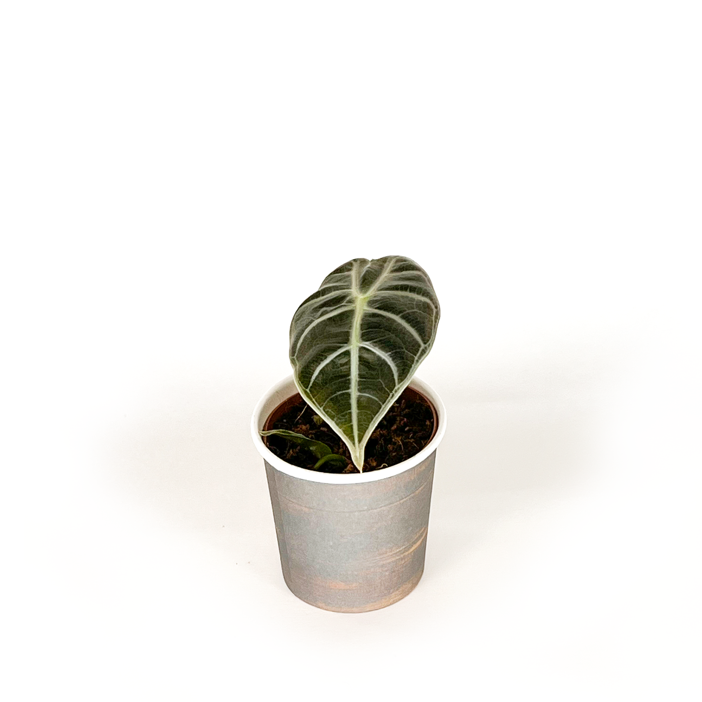 Alocasia Collection (4PK) Essential Houseplant  Live Plants Indoor Plants Live in 2 inch Pots, Easy House Plants Indoors Live, Alocasia Pink Dragon, Mickey Mouse, Jacklyn & Watsoniana