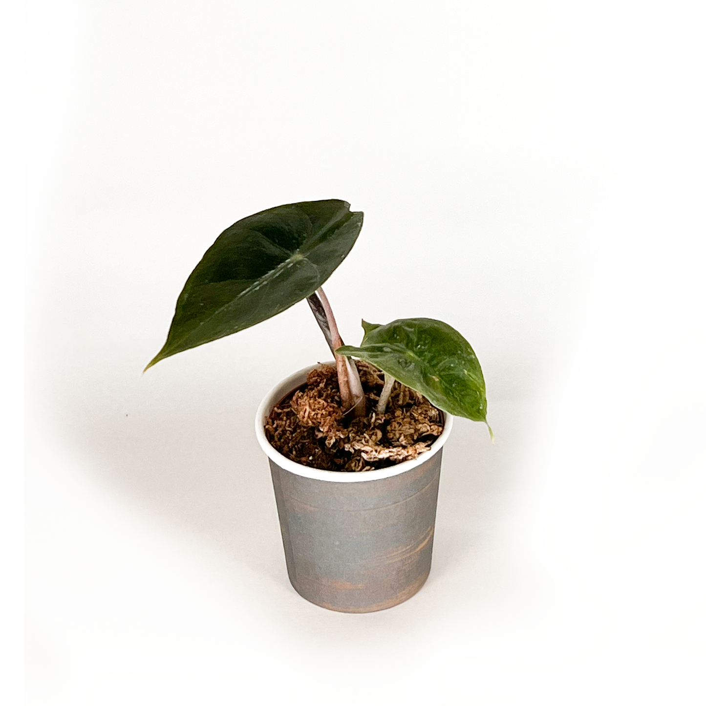 Alocasia Collection (4PK) Essential Houseplant  Live Plants Indoor Plants Live in 2 inch Pots, Easy House Plants Indoors Live, Alocasia Pink Dragon, Mickey Mouse, Jacklyn & Watsoniana