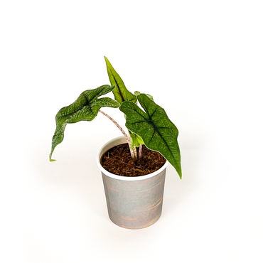 Alocasia Collection (4PK) Essential Houseplant  Live Plants Indoor Plants Live in 2 inch Pots, Easy House Plants Indoors Live, Alocasia Pink Dragon, Mickey Mouse, Jacklyn & Watsoniana