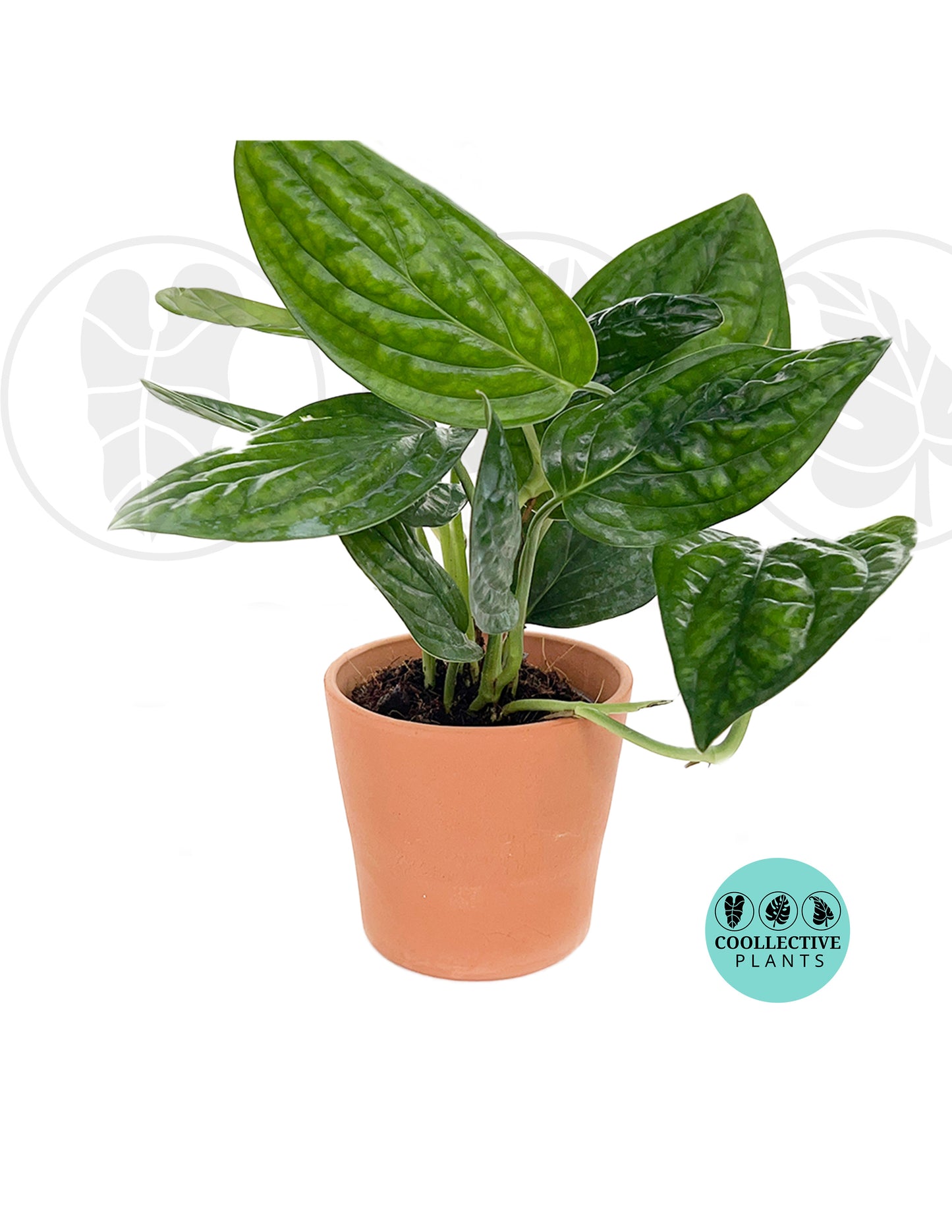 Monstera Peru Rare Plant Live Houseplant in 4" Pot | Exotic Climbing Aroid | Easy-Care Indoor Tropical Plant