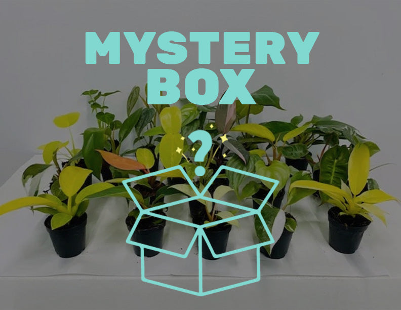 Pot Philodendron Mystery Box
