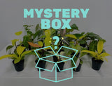 Pot Philodendron Mystery Box