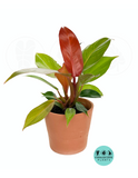 Philodendron Sun red