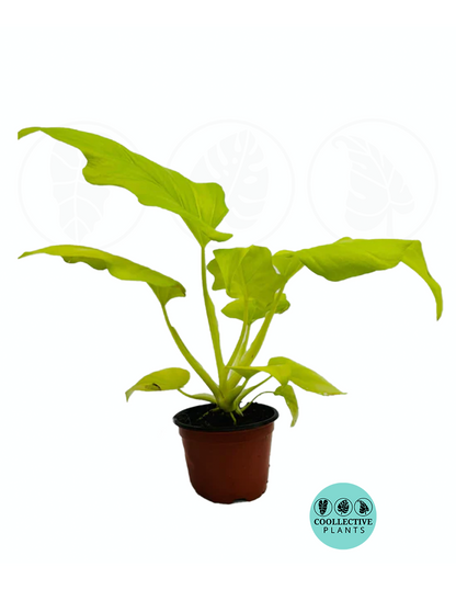 Philodendron Warscewiczii Aurea Flavum Live Plant