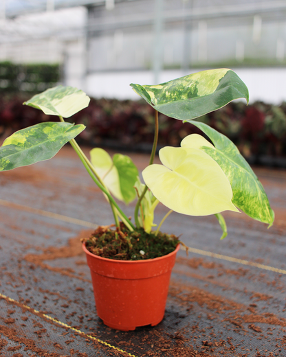 Philodendron Burle Marx Variegated – Rare Colorful Climbing Philodendron | Tropical Indoor Aroid Plant