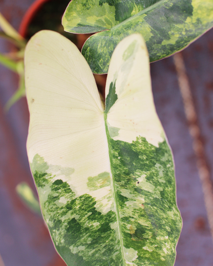 Philodendron Burle Marx Variegated – Rare Colorful Climbing Philodendron | Tropical Indoor Aroid Plant