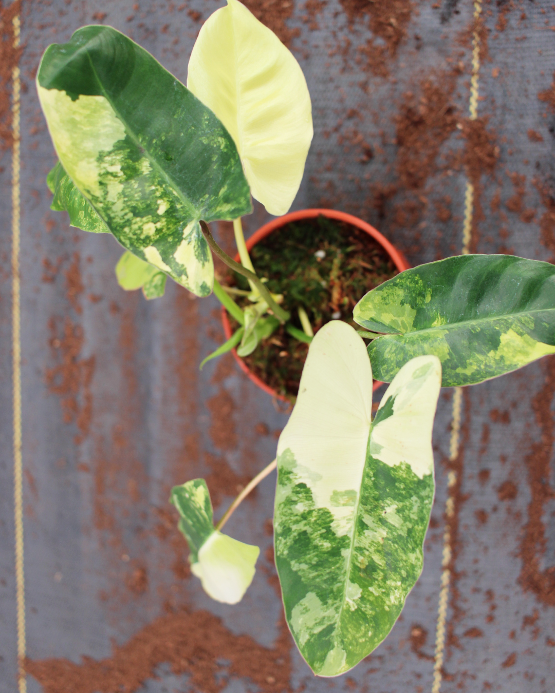 philodendron burle marx variegated care Philodendron Burle Marx Variegated – Coollective Plants