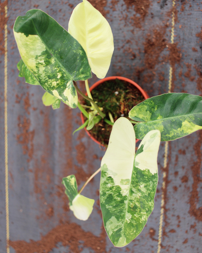 Philodendron Burle Marx Variegated – Rare Colorful Climbing Philodendron | Tropical Indoor Aroid Plant