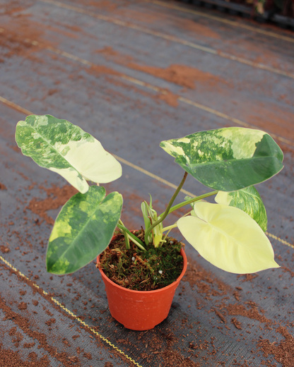 Philodendron Burle Marx Variegated – Rare Colorful Climbing Philodendron | Tropical Indoor Aroid Plant
