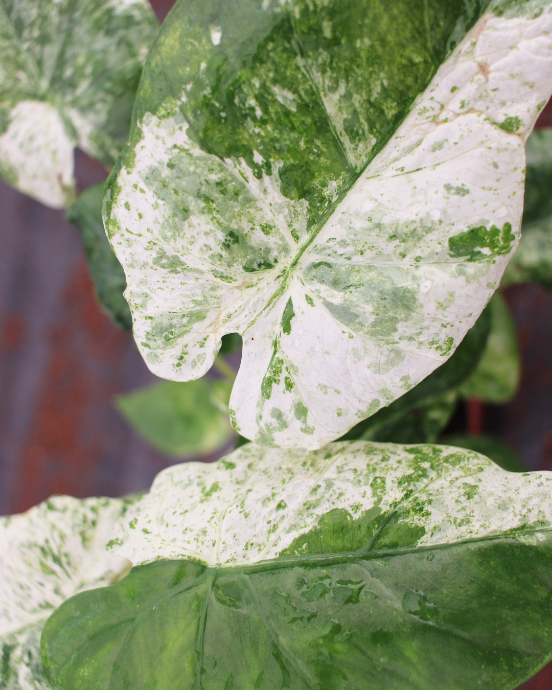 Alocasia odora 'Batik' Variegated – Coollective Plants