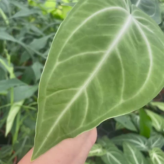 Anthurium Villenaorum
