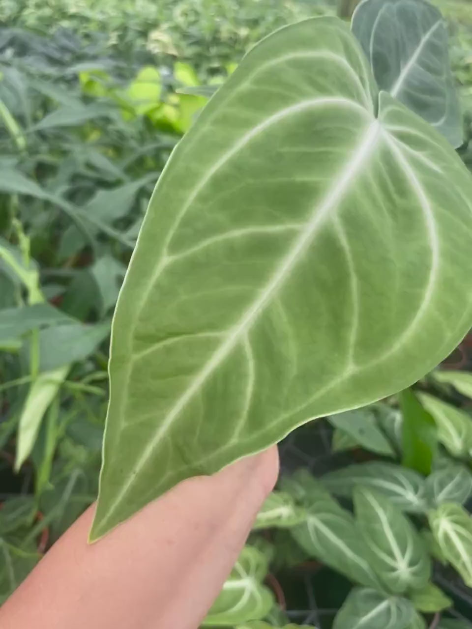 Anthurium Villenaorum