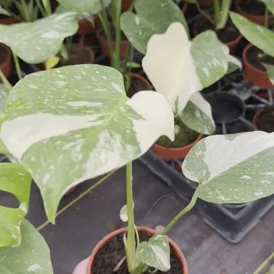 Monstera Thai Constellation : Indoor Plants - Easy Care Houseplant - Starter Plant ,Live Indoor, Easy to Grow - Beginner Plant
