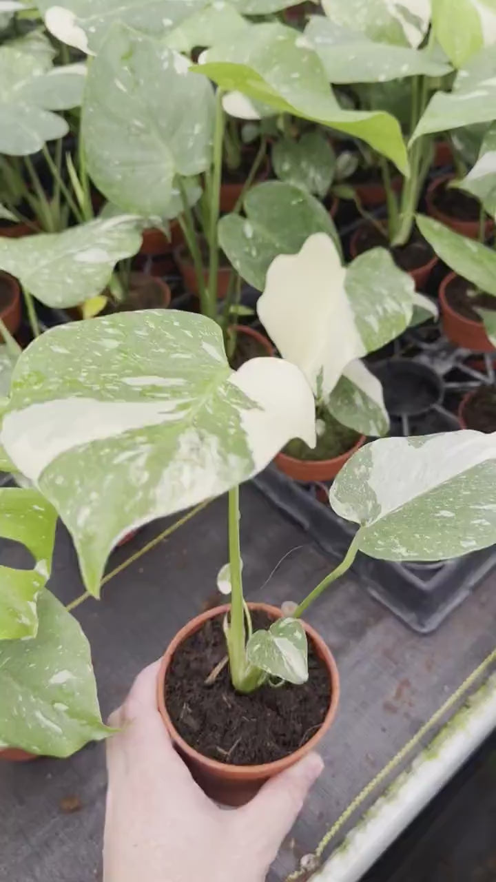 Monstera Thai Constellation : Indoor Plants - Easy Care Houseplant - Starter Plant ,Live Indoor, Easy to Grow - Beginner Plant