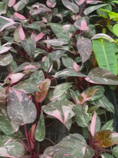 Philodendron Pink Princess Marble Live Plant