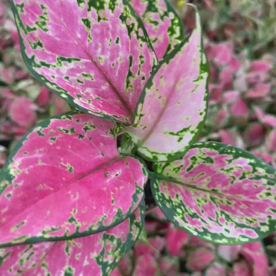 Aglaonema Red Valentine : Indoor Plants - Easy Care Houseplant - Starter Plant ,Live Indoor, Easy to Grow - Beginner Plant