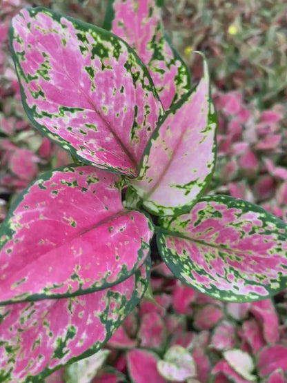 Aglaonema Red Valentine : Indoor Plants - Easy Care Houseplant - Starter Plant ,Live Indoor, Easy to Grow - Beginner Plant