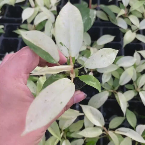 Baby Philodendron Snowdrift