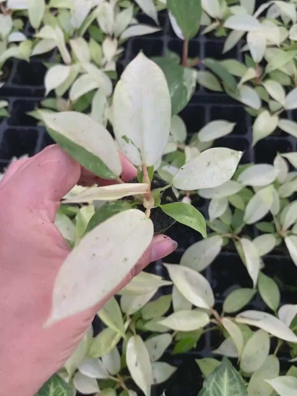 Baby Philodendron Snowdrift