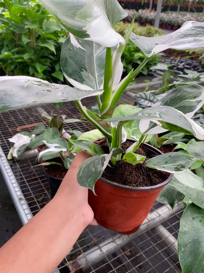Baby Plant/4"/6" Philodendron White Wizard