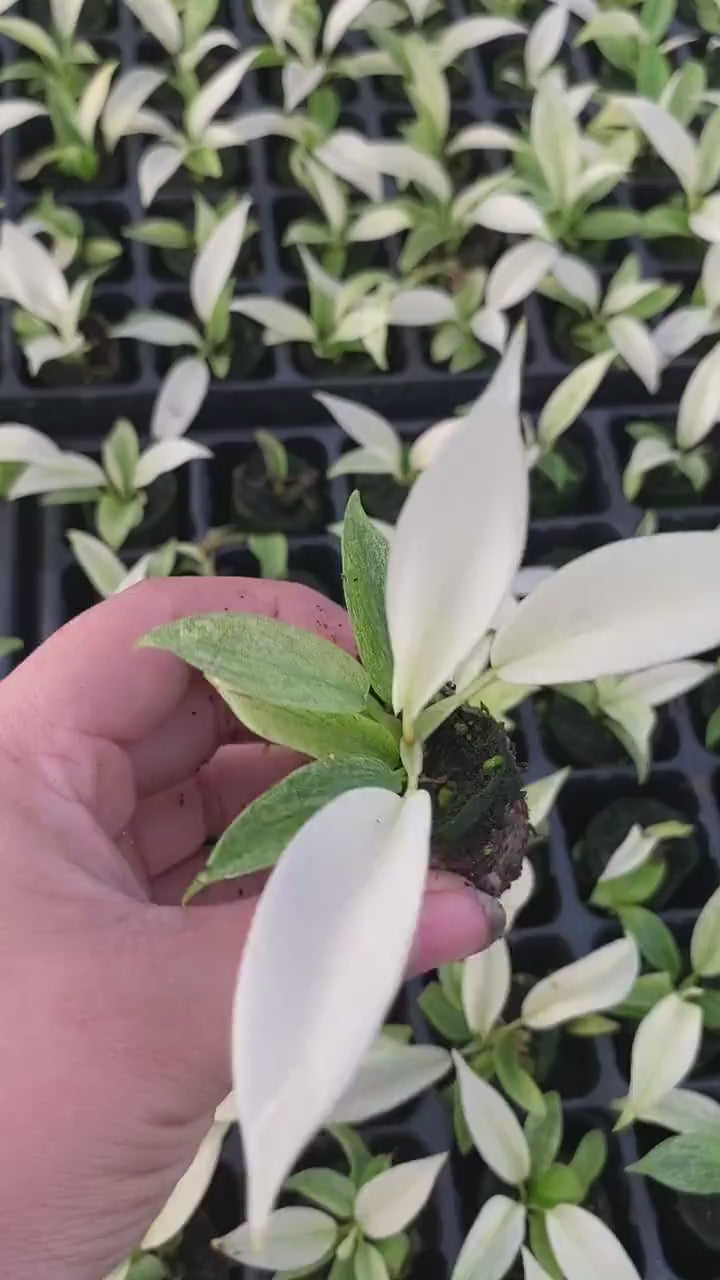 Baby Philodendron Florida Ghost Mint