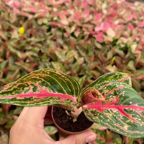 aglaonema red gold Aglaonema Golden Powder (2 inch plant) – Coollective Plants