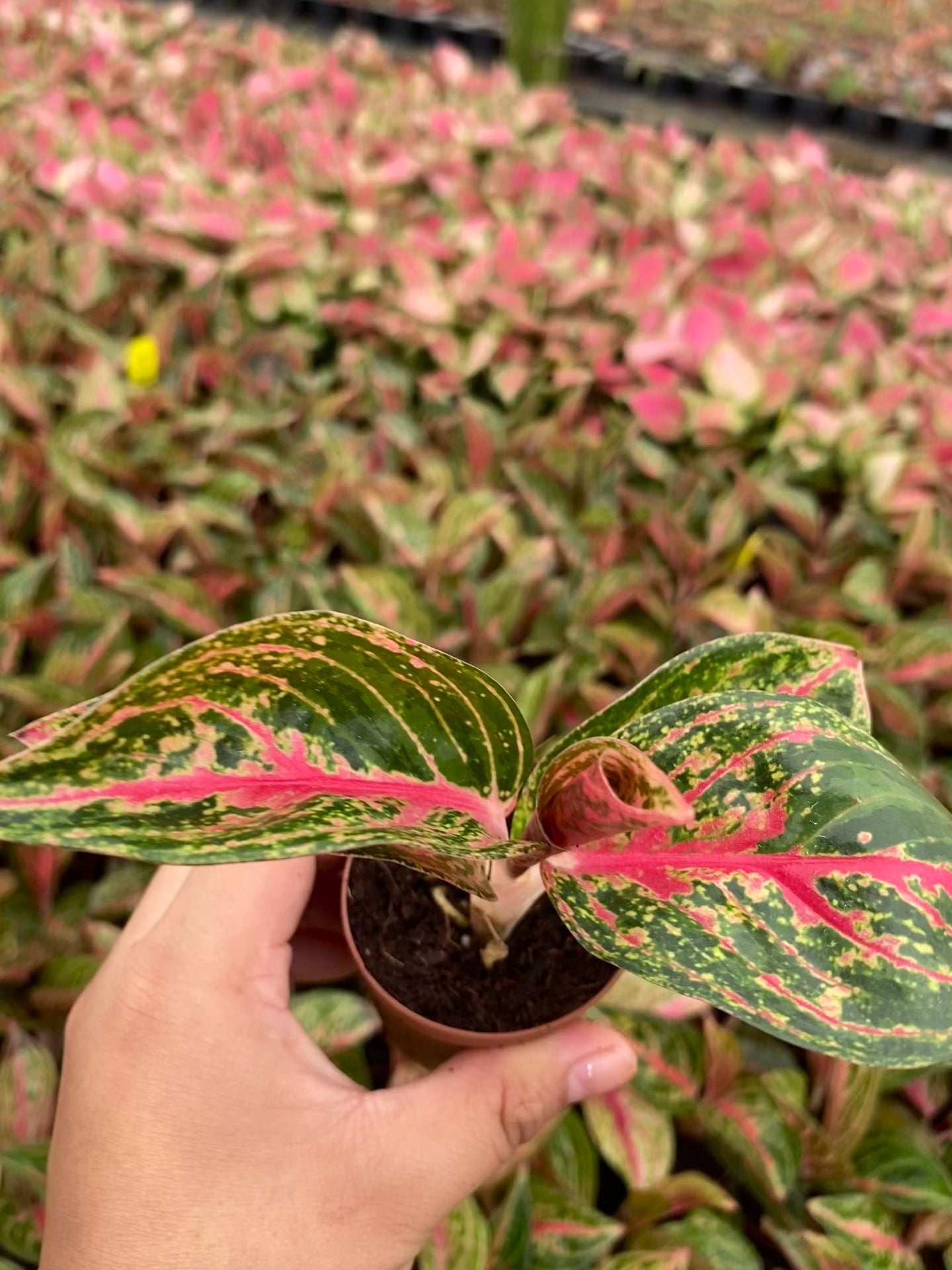 aglaonema golden passion Aglaonema Golden Powder (2 inch plant)