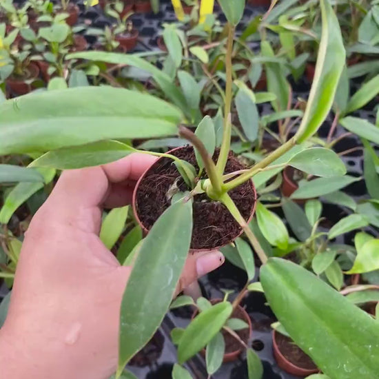 Philodendron Joepii  "Rare Plant)