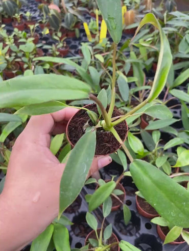 Philodendron Joepii  "Rare Plant)