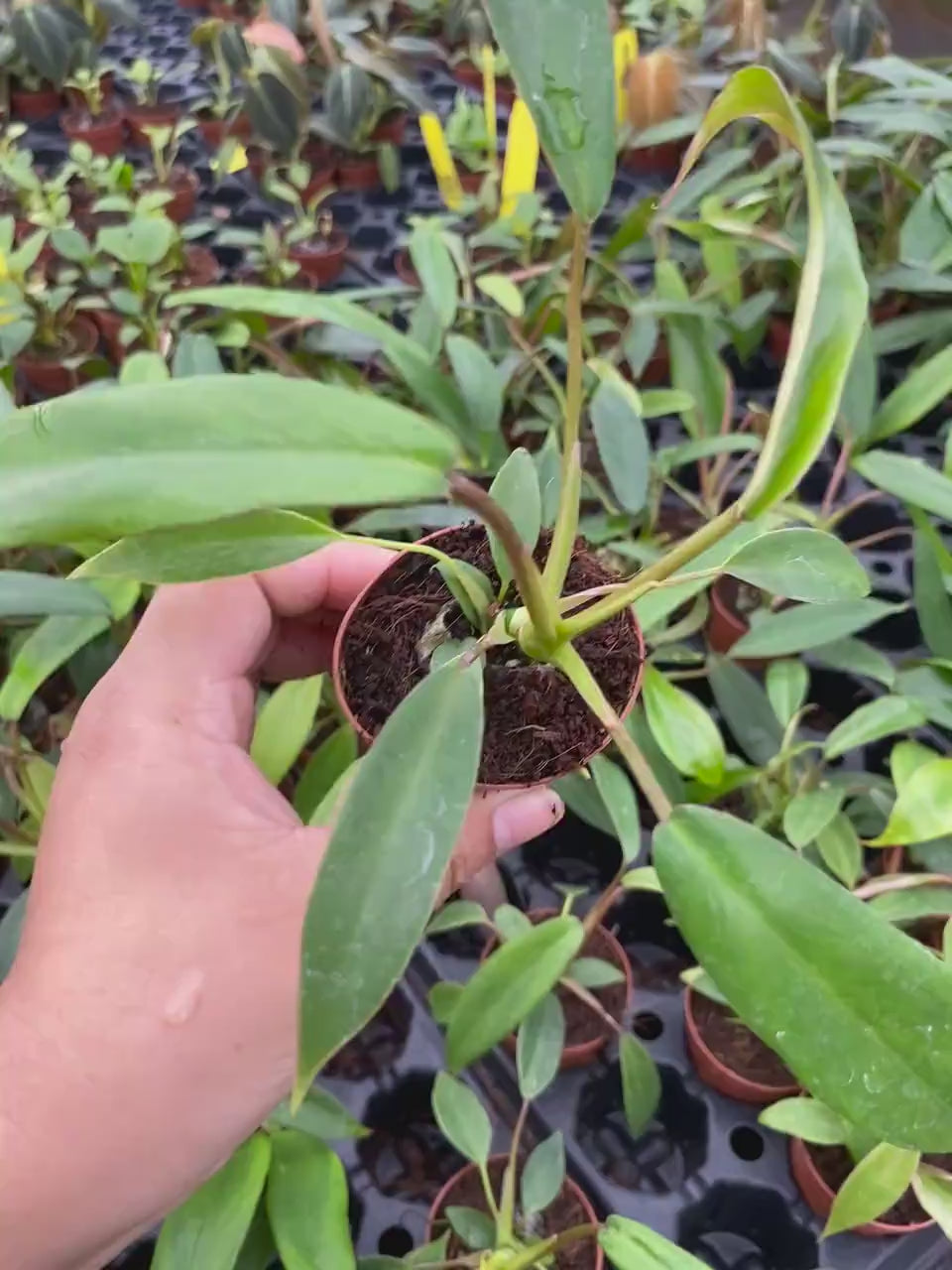 Philodendron Joepii  "Rare Plant)