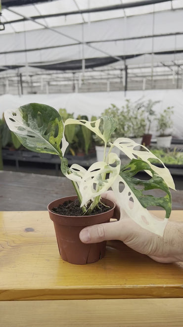 4" Monstera Adonsonii "Variegated" Swiss Cheese (Rare Plant)