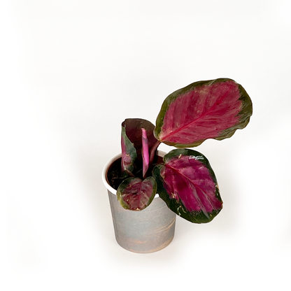 Calathea Collection (4PK) Essential Houseplant Live Plants Indoor Plants Live in 2 inch Pots, Easy House Plants Indoors Live, Fusion White, Calathea Ornata, Makayona, Rosy by Coollective Plants