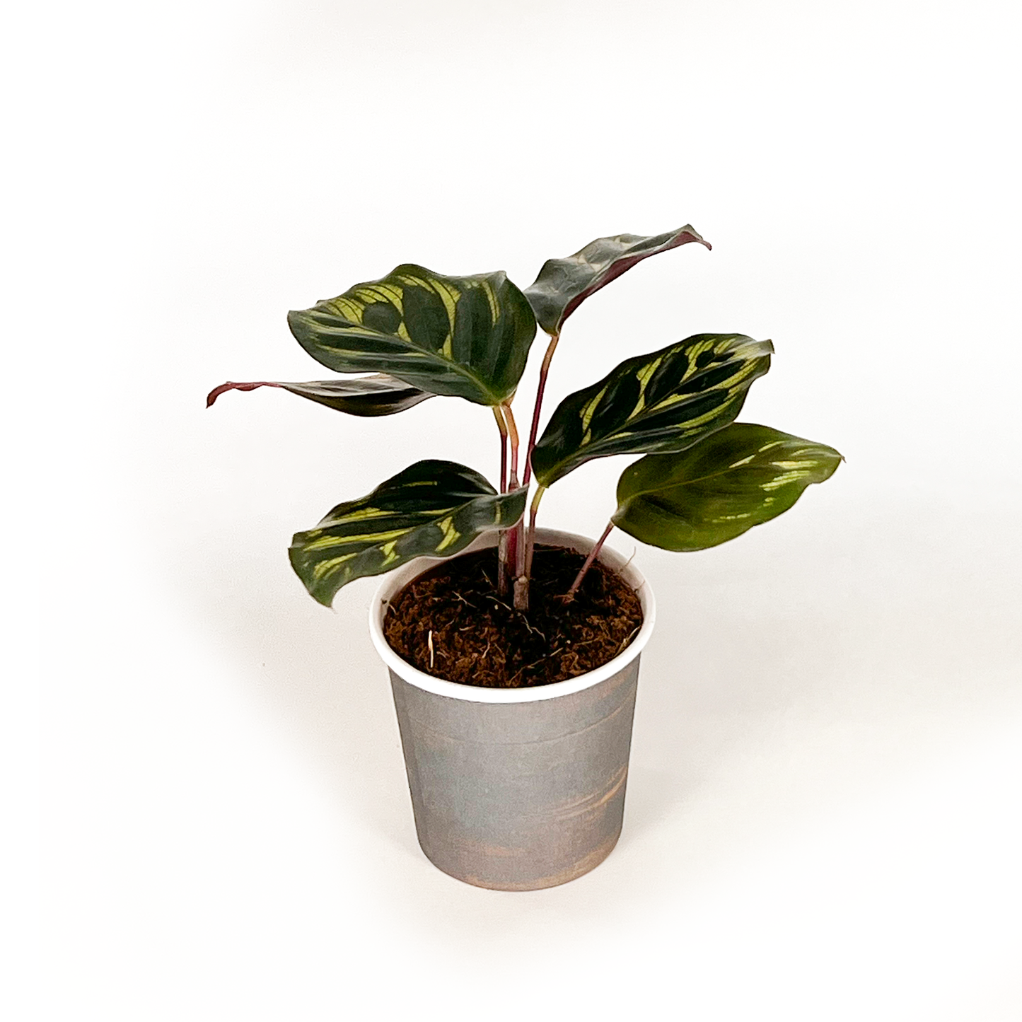 Calathea Collection (4PK) Essential Houseplant Live Plants Indoor Plants Live in 2 inch Pots, Easy House Plants Indoors Live, Fusion White, Calathea Ornata, Makayona, Rosy by Coollective Plants