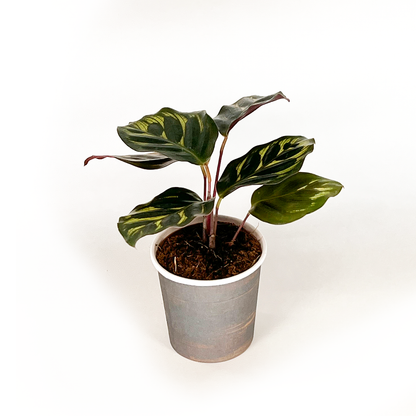 Calathea Collection (4PK) Essential Houseplant Live Plants Indoor Plants Live in 2 inch Pots, Easy House Plants Indoors Live, Fusion White, Calathea Ornata, Makayona, Rosy by Coollective Plants