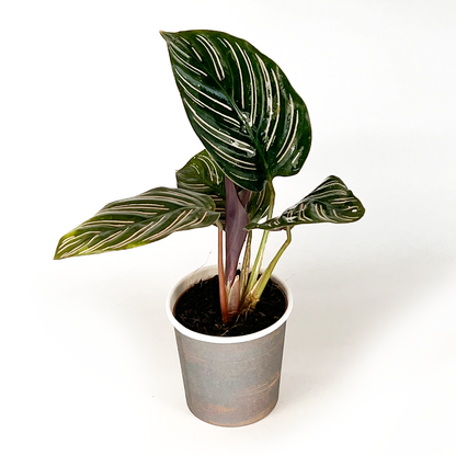 Calathea Collection (4PK) Essential Houseplant Live Plants Indoor Plants Live in 2 inch Pots, Easy House Plants Indoors Live, Fusion White, Calathea Ornata, Makayona, Rosy by Coollective Plants