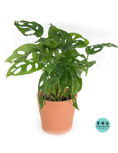 Monstera “Swiss Cheese” Plant – Tropical Split Leaf Indoor Vine | Easy Care Jungle Houseplant Starter