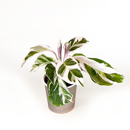 Calathea Collection (4PK) Essential Houseplant Live Plants Indoor Plants Live in 2 inch Pots, Easy House Plants Indoors Live, Fusion White, Calathea Ornata, Makayona, Rosy by Coollective Plants