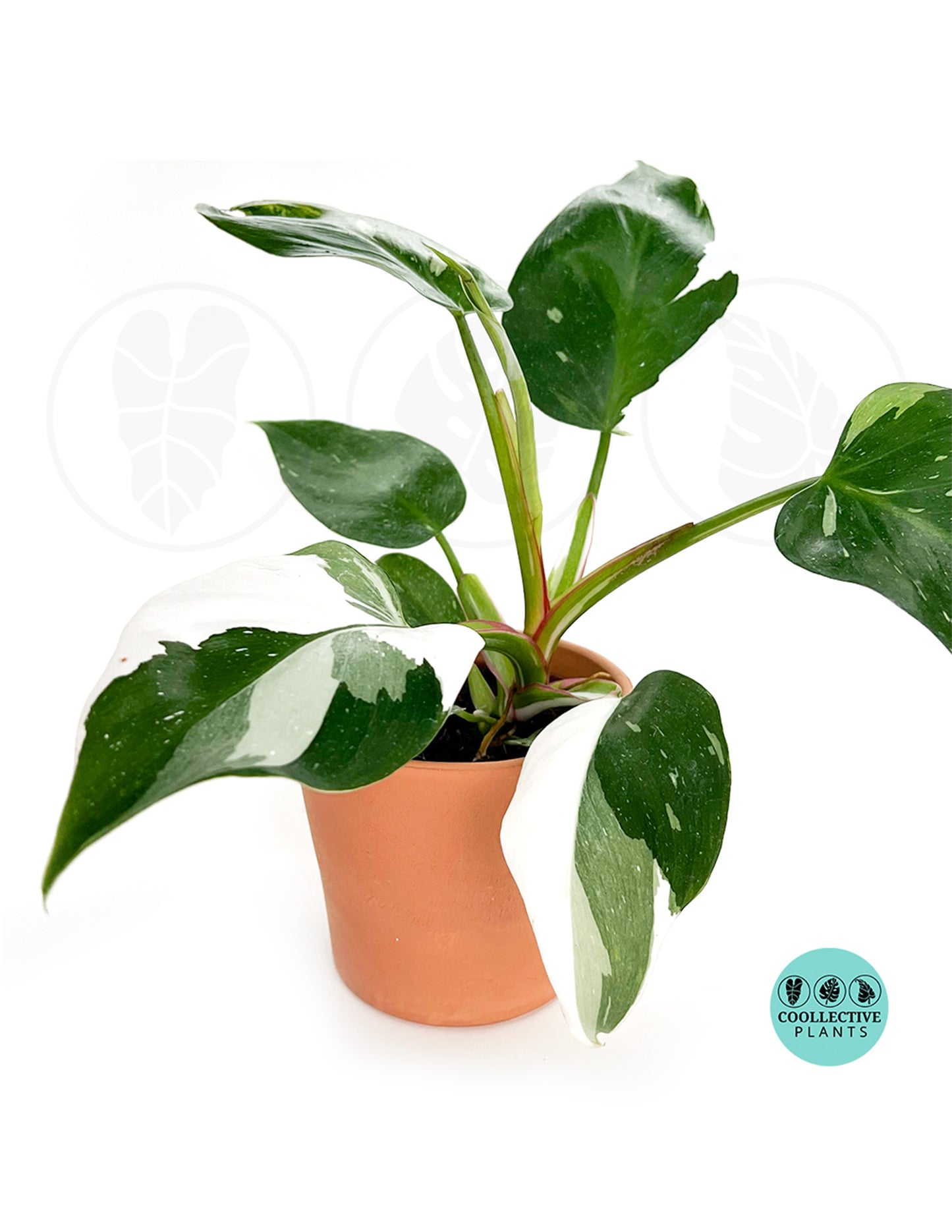 Philodendron White Wizard – Coollective Plants