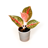 Aglaonema Collection (4PK) Essential Houseplant  Live Plants Indoor Plants Live in 2 inch Pots, Easy House Plants Indoors Live, Red Valentine, Night Sparkle, Golden Powder & Red Vein