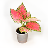 Aglaonema Collection (4PK) Essential Houseplant  Live Plants Indoor Plants Live in 2 inch Pots, Easy House Plants Indoors Live, Red Valentine, Night Sparkle, Golden Powder & Red Vein