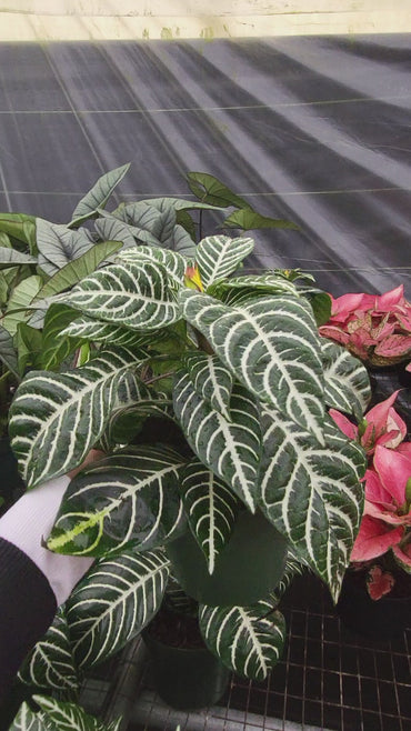 Aphelandra Dania Zebra Plant