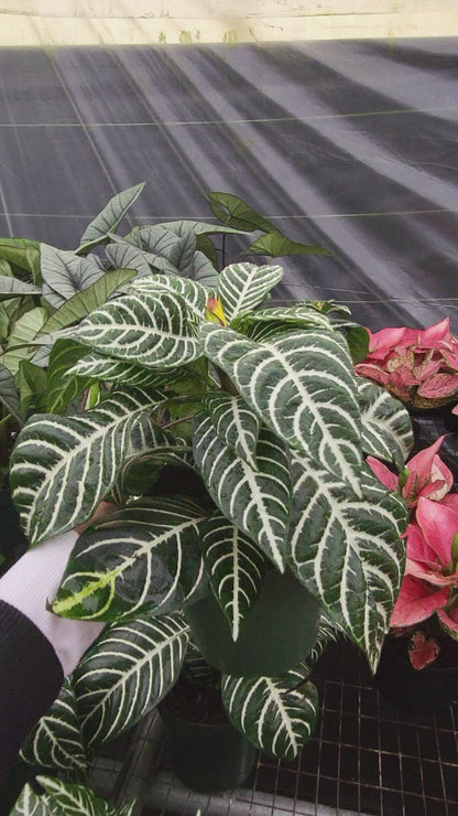 6" Aphelandra Dania Zebra Plant