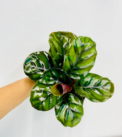 Calathea Fasciata Rare Live Prayer Plant