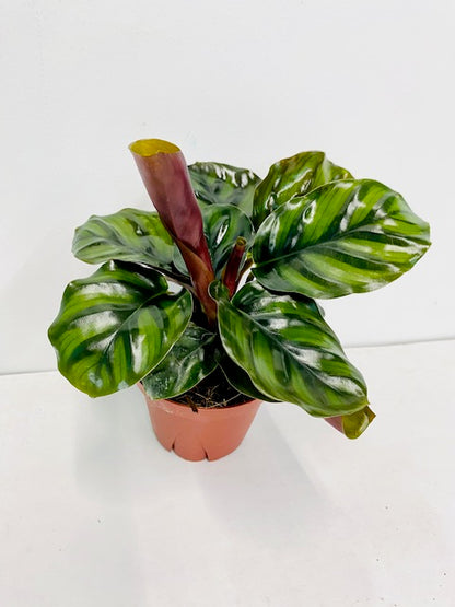 Calathea Fasciata Rare Live Prayer Plant