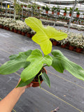 4"/6" Philodendron Bipennifolium Aurea