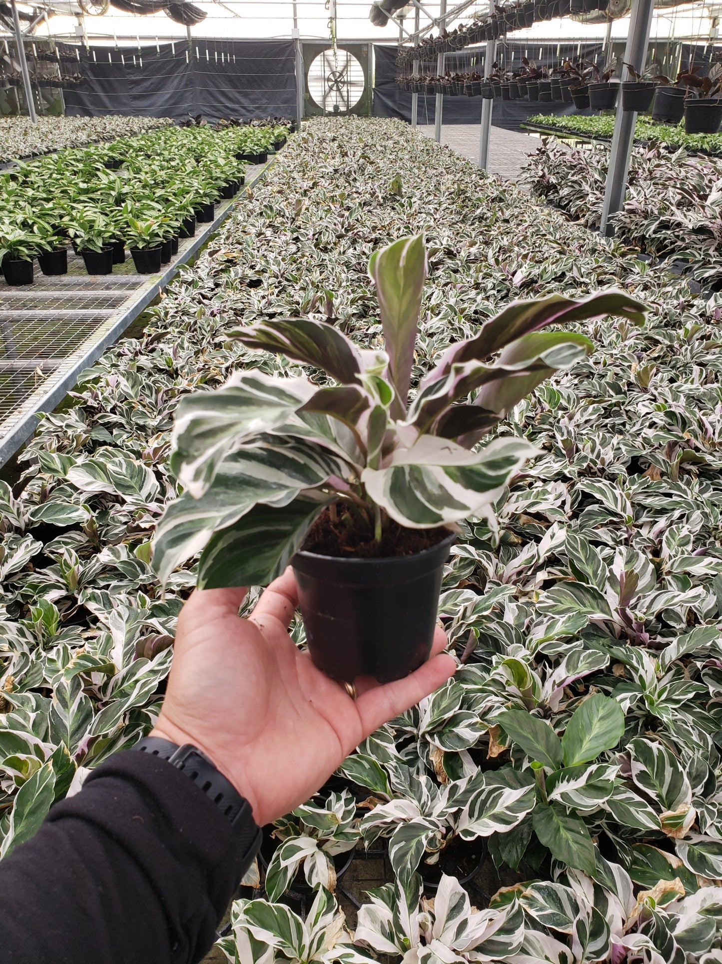 Baby Plant 4"/6" Calathea Fusion White