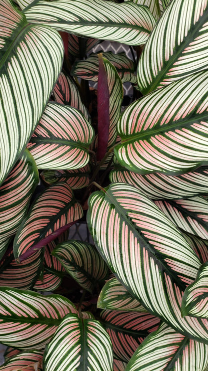 Baby Plant/4"/6" Calathea Whitestar *SUPER RARE*... One of my TOP 3 Calathea.