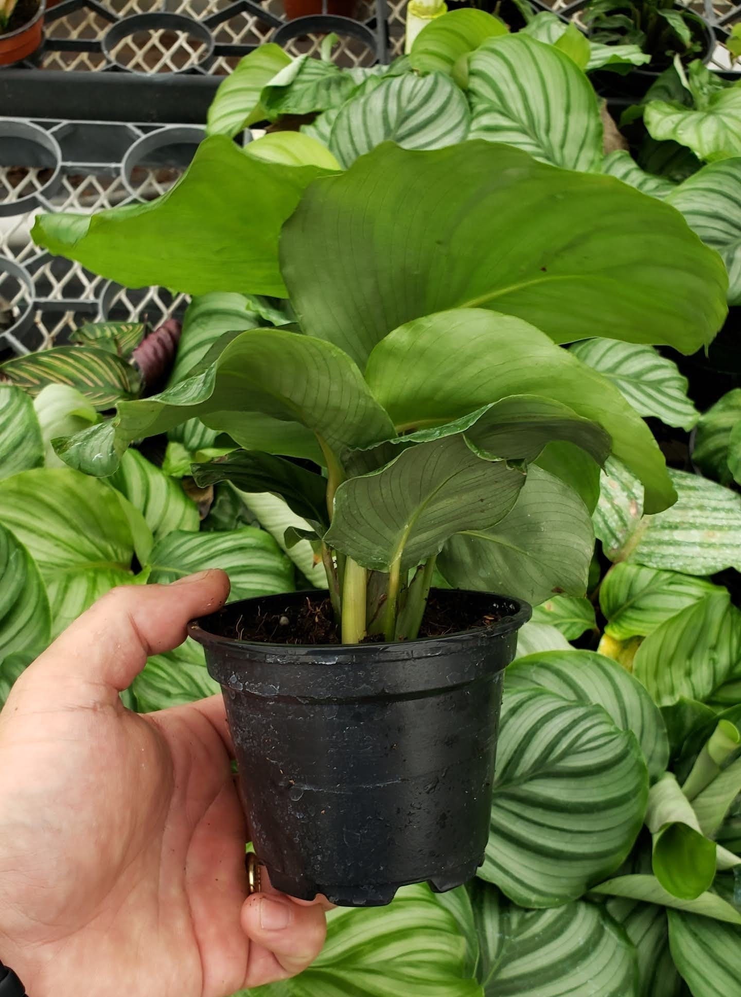4"/6" Calathea Orbifolia (Watermelon)